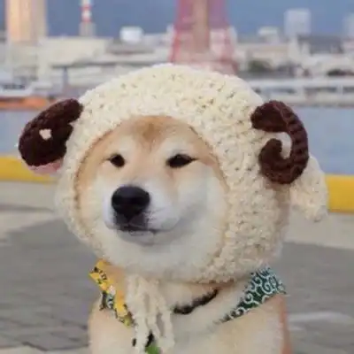 狗狗情侣头像一左一右二哈情侣头像蠢萌一对