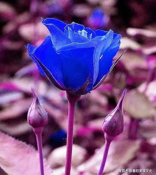  简短精辟的句子,句句有深意,让人百读不厌