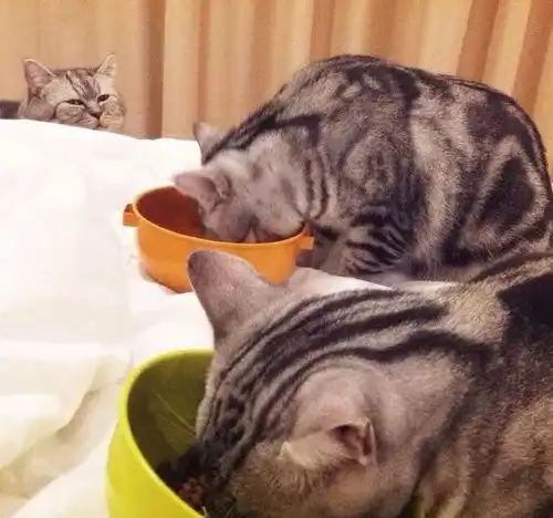  餐厅里后来的比自己还先上菜,这眼神就是我没错了...