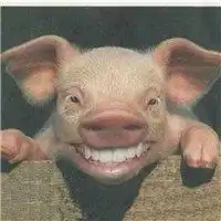  关于宠物猪的情侣头像微信头像图片大全