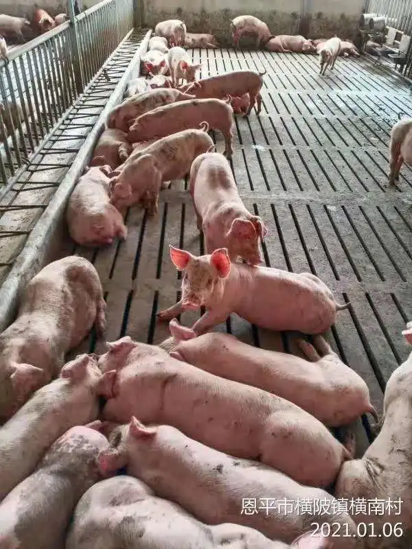  无惧猪周期广东首单生猪期货保险落地