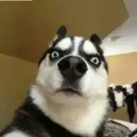  哈士奇情侣狗狗头像微信头像图片大全