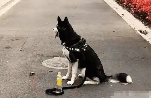 情侣之间吵架是很正常的事情,不过千万不要去冷战,要不然后果是很严重的