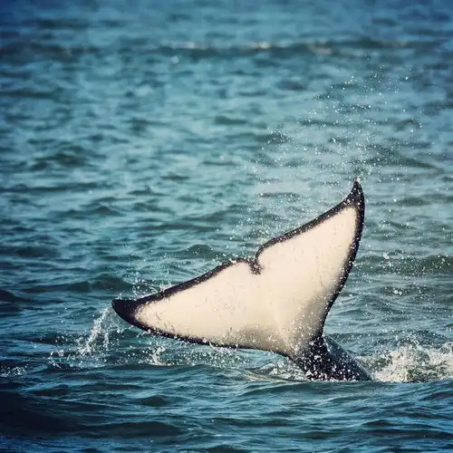  有什么好看的虎鲸图片
