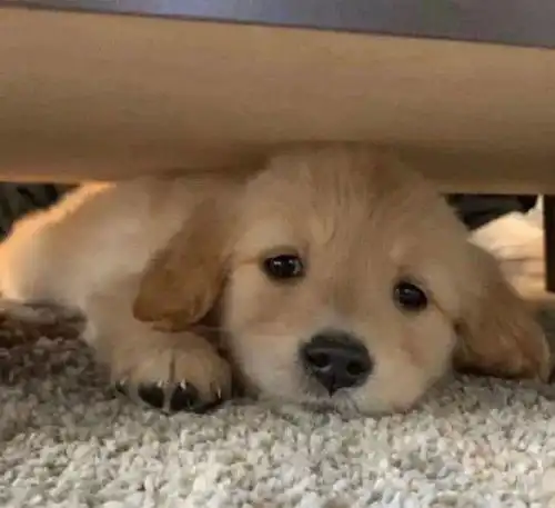  我被小金毛治愈到了