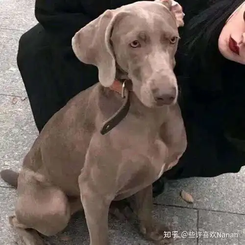  有哪些一张是小女孩另一张是猫或者狗的情侣头像呐