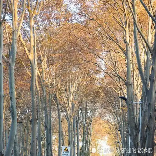  洛阳颜值最高的街道,美得像童话森林,情侣当作约会天堂