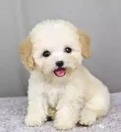  狗年来啦送你漂亮的狗狗,代表2018一整年的福气,快打开看看