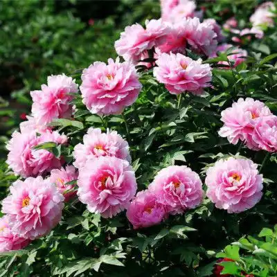  为家操劳大半辈子的3生肖女,落了一身病,老来才熬出头