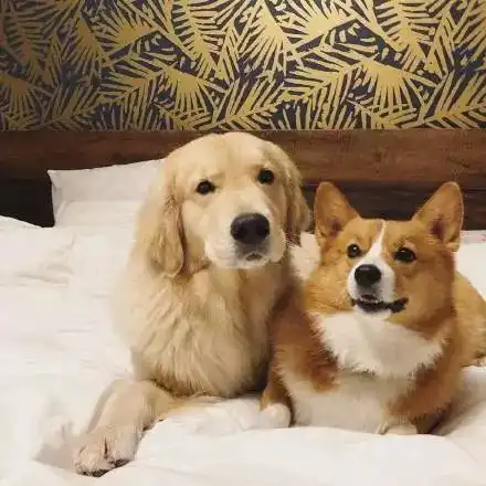  这样的金基组合,谁能不爱