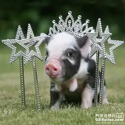  个论养猪风险大于机遇