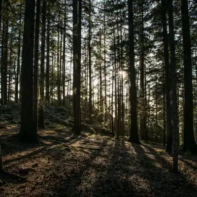  绿色森系风景头像森林里笔直生长的树木