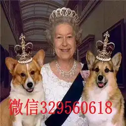  德州正规狗场犬舍直销柯基幼犬柯基犬图片短毛小型犬柯基宝宝柯基犬多少钱