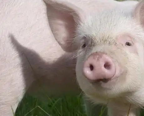  属猪人注意,财神爷就要到你家了