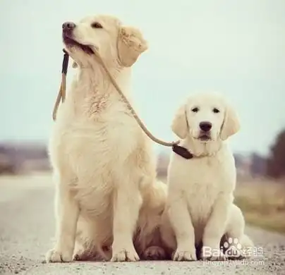  金毛寻回犬饲养知多少几个小妙全解决