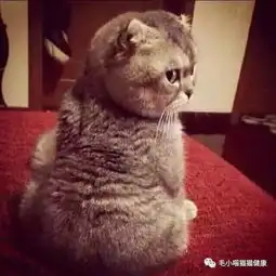  一大早起来发现猫咪睡在奶粉罐里,主人惊呆后发现事情没那么简单