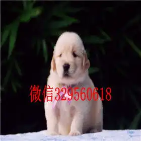  漯河哪里出售金毛犬黄色金毛幼犬出售精品纯种金毛幼犬金毛犬图片