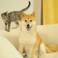  猫咪和柴犬的情侣头像微信头像图片大全