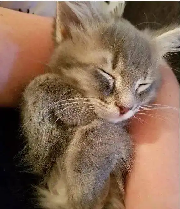  我家猫咪弯起小爪爪的样子实在是太可爱惹给你们看看鸭