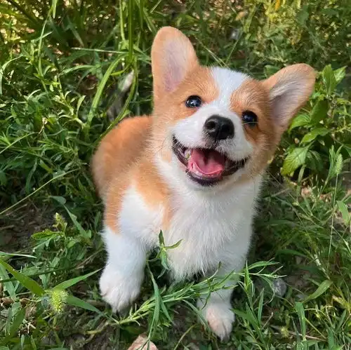  全国首只柯基警犬入编前是宠物狗,训导员腿短不是缺点是优势