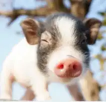  给你一次的机会,你会用它来买