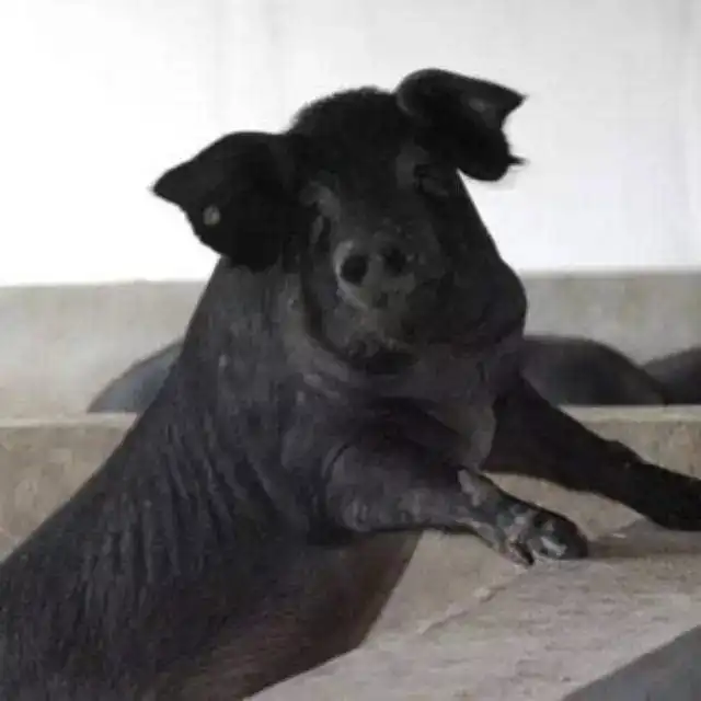  因为这只黑猪,这个8年养猪户放弃了养猪附视频