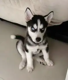  我想找个和这个图片的情侣图,求回复