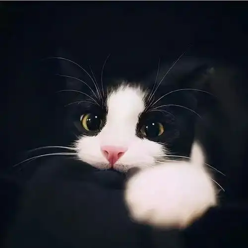  这些常见的肢体语言分别代表什么含义养猫的你快来学习一下吧