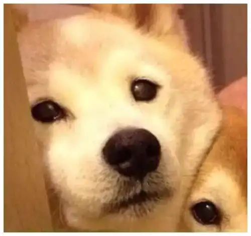  甜甜的情侣头像现在你是小可爱,老了以后就是老可爱