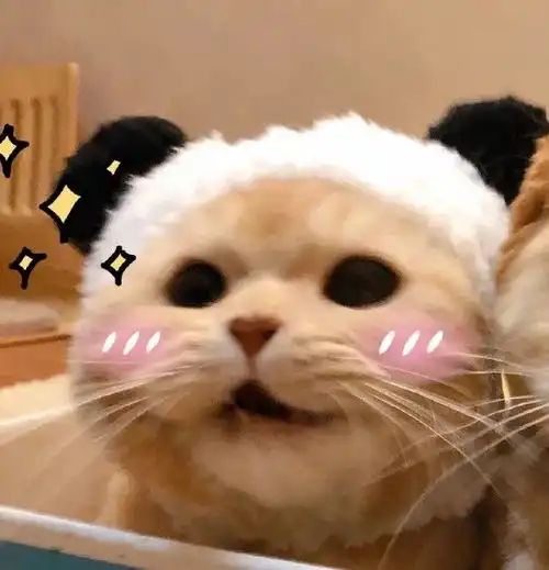  我宣布这只猫承包了我一年的头像和表情包全网最萌小猫咪我不允许你还不知道