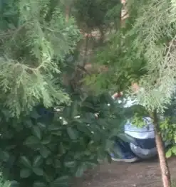  公园小树林经常传来声音,细看后竟暗藏交易,警察最大53岁