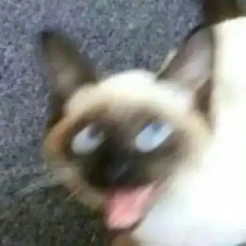  如果原体企图知晓我们的秘密,那就干掉原体战锤40k故事