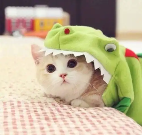  最让人开心的幽默说说