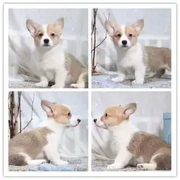  图哪里可以买到柯基幼犬柯基多少钱柯基好养吗柯基图片成都宠物狗