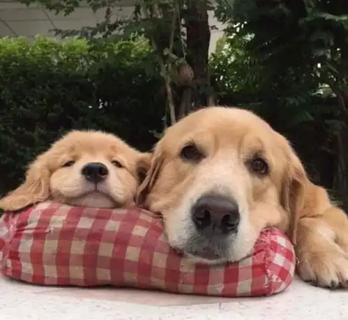  金毛妈妈生了十个孩子,生活被打乱,快要疯了