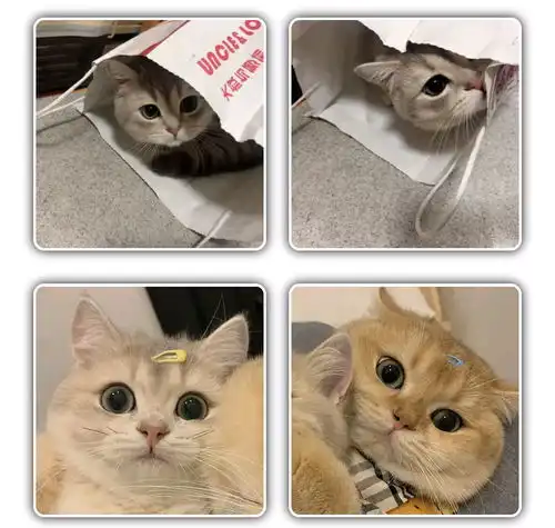  猫咪情侣头像可爱,动物情侣头像,狗狗情侣头像搞怪,狗狗情头,柴犬情头,柴犬可爱头像情侣,猫咪情侣头像可爱,猫猫的情侣头像,猫猫情侣头像无水印,猫咪情侣头像无水印