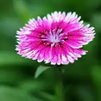  富贵菊微信头像图片微信头像图片大全