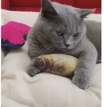  主人抛弃咸鱼我让你当大哥蓝猫当大哥的感觉还挺好你以后就是我小弟了