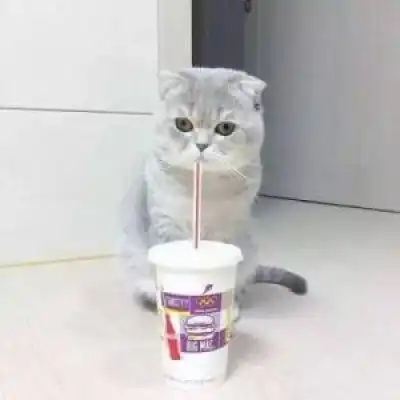  猫猫头像高清可以当头像的猫图片