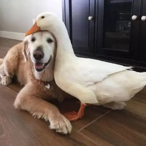  头像离开时请不要回头以后活着也不要再找我