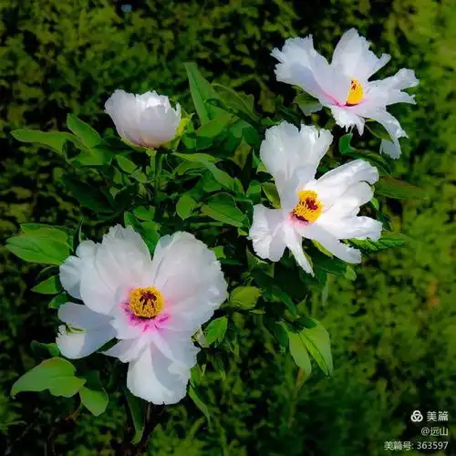  一路花香40载2022洛阳牡丹第一季城市名片