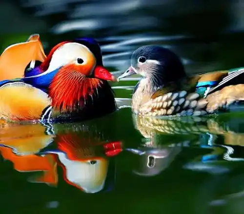  七夕扎心了连小动物都有情侣照