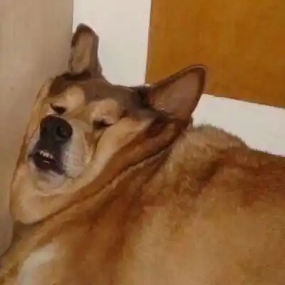  搞笑卡通动漫头像qq头像我要个性网