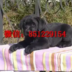 葫芦岛拉布拉多狗,奶白色拉布拉多犬,拉布拉多犬舍