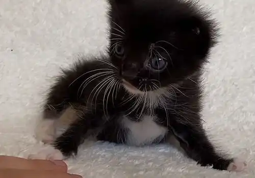 送来寄养的流浪猫,和家里的哈士奇形影不离,主人这猫没法退啦