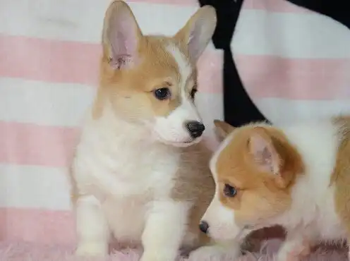  图哪里有售纯种柯基柯基多少钱柯基的价格图片成都宠物狗