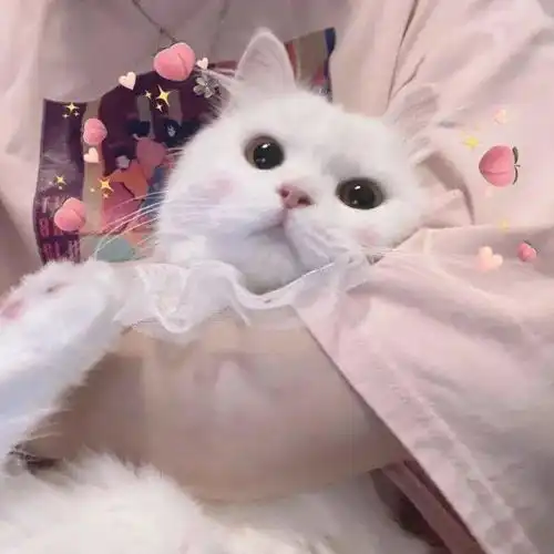  乱七八糟头像集