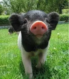  猪价破历史高点,地方鼓励农户养猪,对此你有何看法