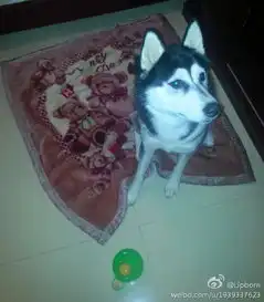 哈士奇的图片,用来做头像急