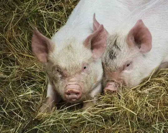  好马不吃回头草猪人4月注意一个人,对你有好处